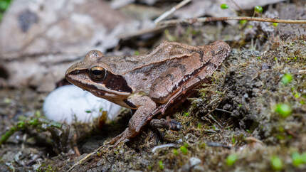 Springfrosch - Rana dalmatina