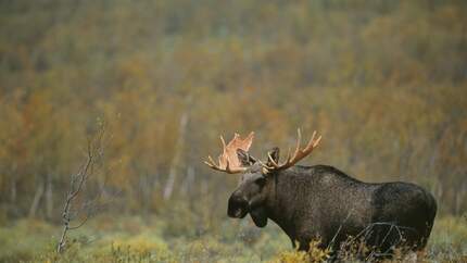 OD-2013-Skandinavien-Schweden-Sarek Elch Moose Natur Fjell