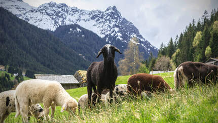 Österreich Vorarlberg Montafon Steinschaf Berge