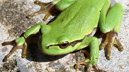 Europäischer Laubfrosch - Hyla arborea