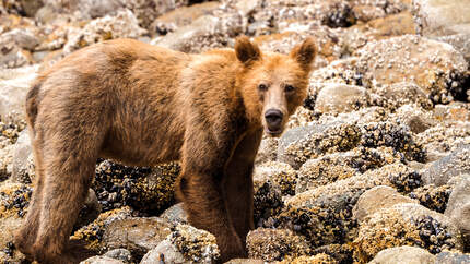 od-0219-kanada-Wilderness-International-Ein-junger-Grizzly