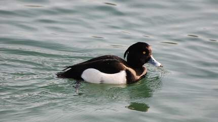 OD Reiherente Vogel Vögel Wasser