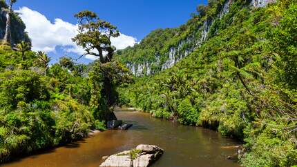 Landschaft des Paparoa Nationalparks in Neuseeland