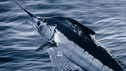 OD Basislager 0111 Blauer Marlin National Oceanic and Atmospheric Administration Wikimedia (jpg)