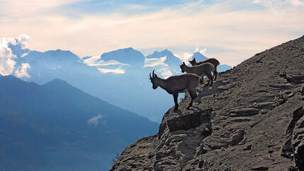 kl-alpinklettern-schweiz-steinbock-berner-oberland-c-marcel-dettling-6179 (jpg)