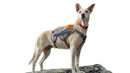 od-0118-tested-on-tour-ruffwear-hundetasche-foto-boris-gnielka (jpg)