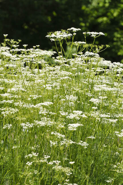 Wiesen-Kümmel - alle Infos zur essbaren Nutz - und Heilpflanze