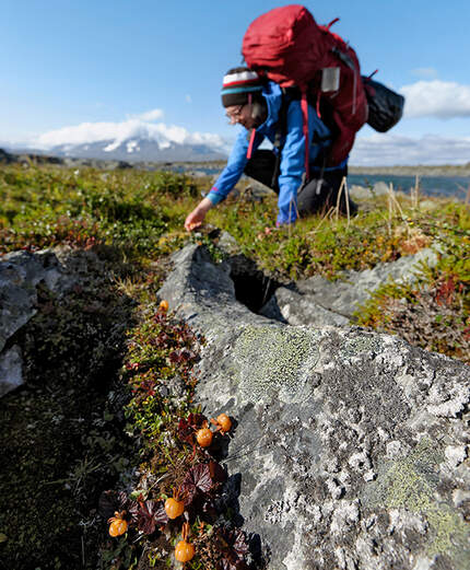 OD 2018 Tamron Fotoschule Teil 3 Beeren Norwegen Berg Trekking