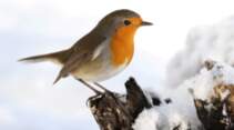 Aktion "Stunde der Wintervögel"