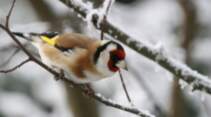 Aktion "Stunde der Wintervögel"