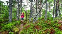 od-1214-norwegen-trek-fjordruta-wald-seivika (jpg)