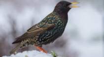 Aktion "Stunde der Wintervögel"