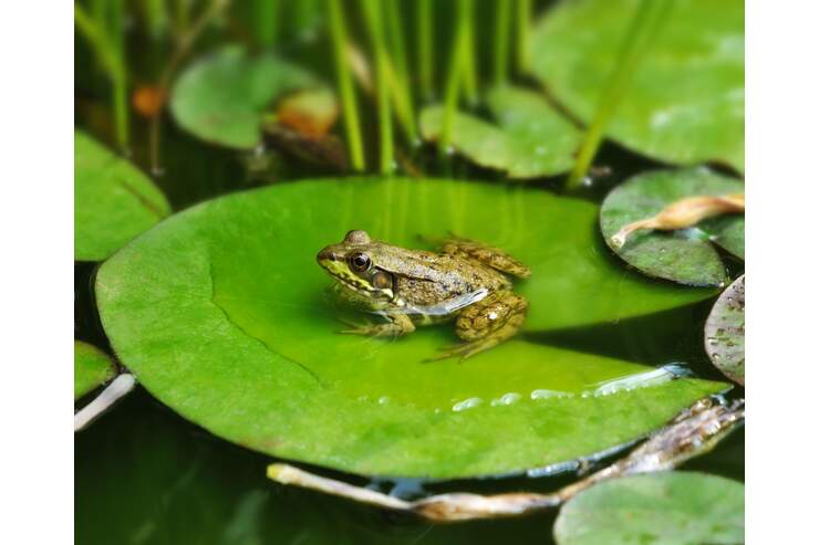 Froschkunde Das quakt in Teich und See