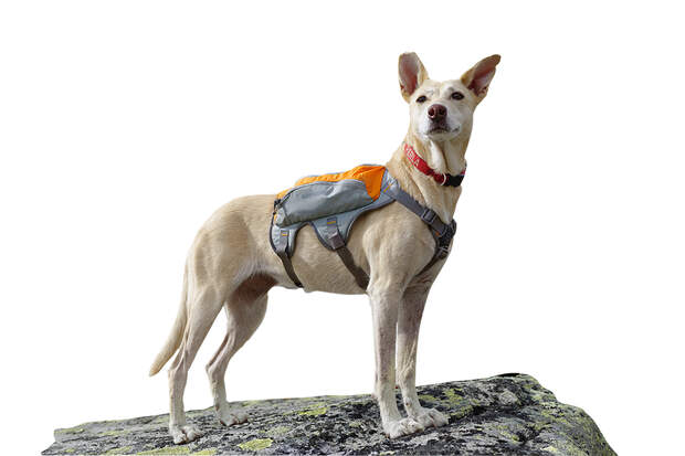od-0118-tested-on-tour-ruffwear-hundetasche-foto-boris-gnielka (jpg)