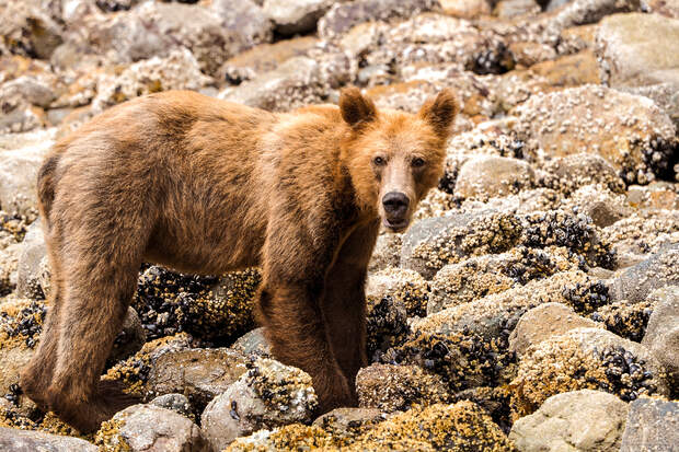od-0219-kanada-Wilderness-International-Ein-junger-Grizzly