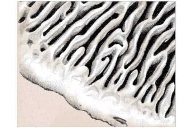od-1018-pfalz-pilze-labyrinthische-poren (jpg)