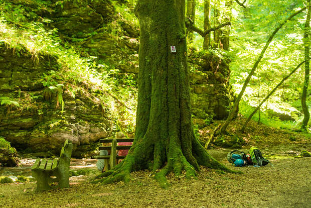 od-2016-hunsrueck-Wanderer-im-Baybachtal6-baum (jpg)