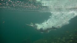od-advertorial-2014-keen-clearwater-2b (jpg) schwimmen tauchen wassersport