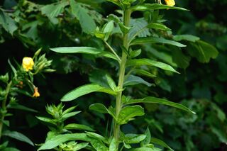 od-essbare-Pflanzen-Gemeine-Nachtkerze-botanikus_Oenothera biennis7-LOCHSTAMPFER.jpg