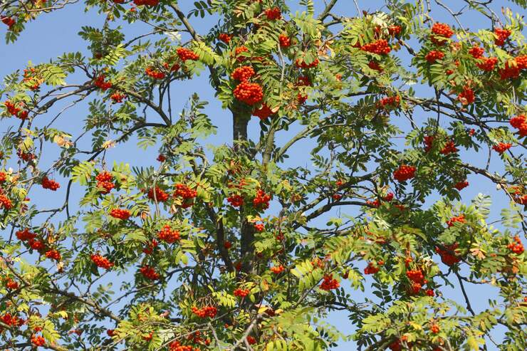 Eberesche Vogelbeeren alle Infos