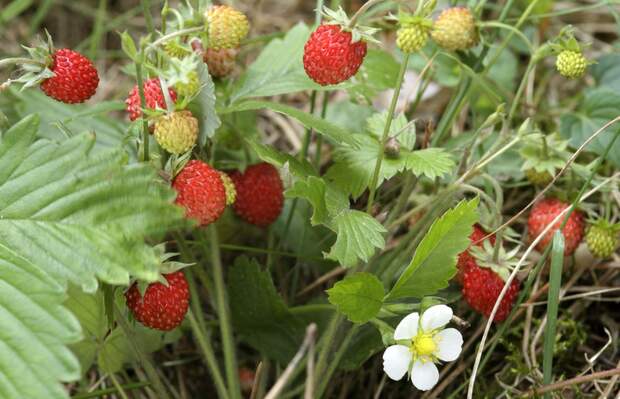 od-essbare-pflanzen-Erdbeere_Wild_COLOURBOX2972892.jpg