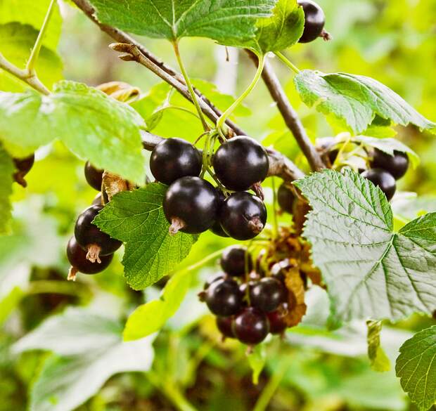 od-essbare-pflanzen-Schwarze_Johannisbeere_COLOURBOX5506912.jpg