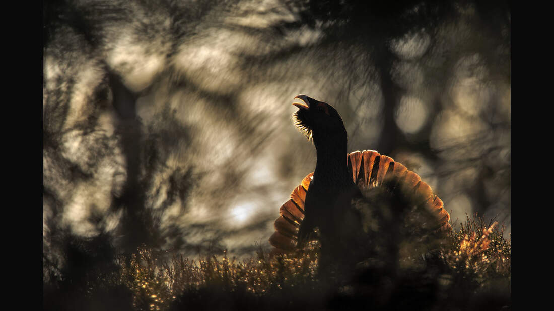 od-gdt-naturfotograf-des-jahres-2015-osthus-bernt (jpg)