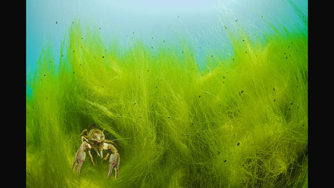 od-gdt-naturfotograf-des-jahres-2015-sobainsky-wahrmut (jpg)